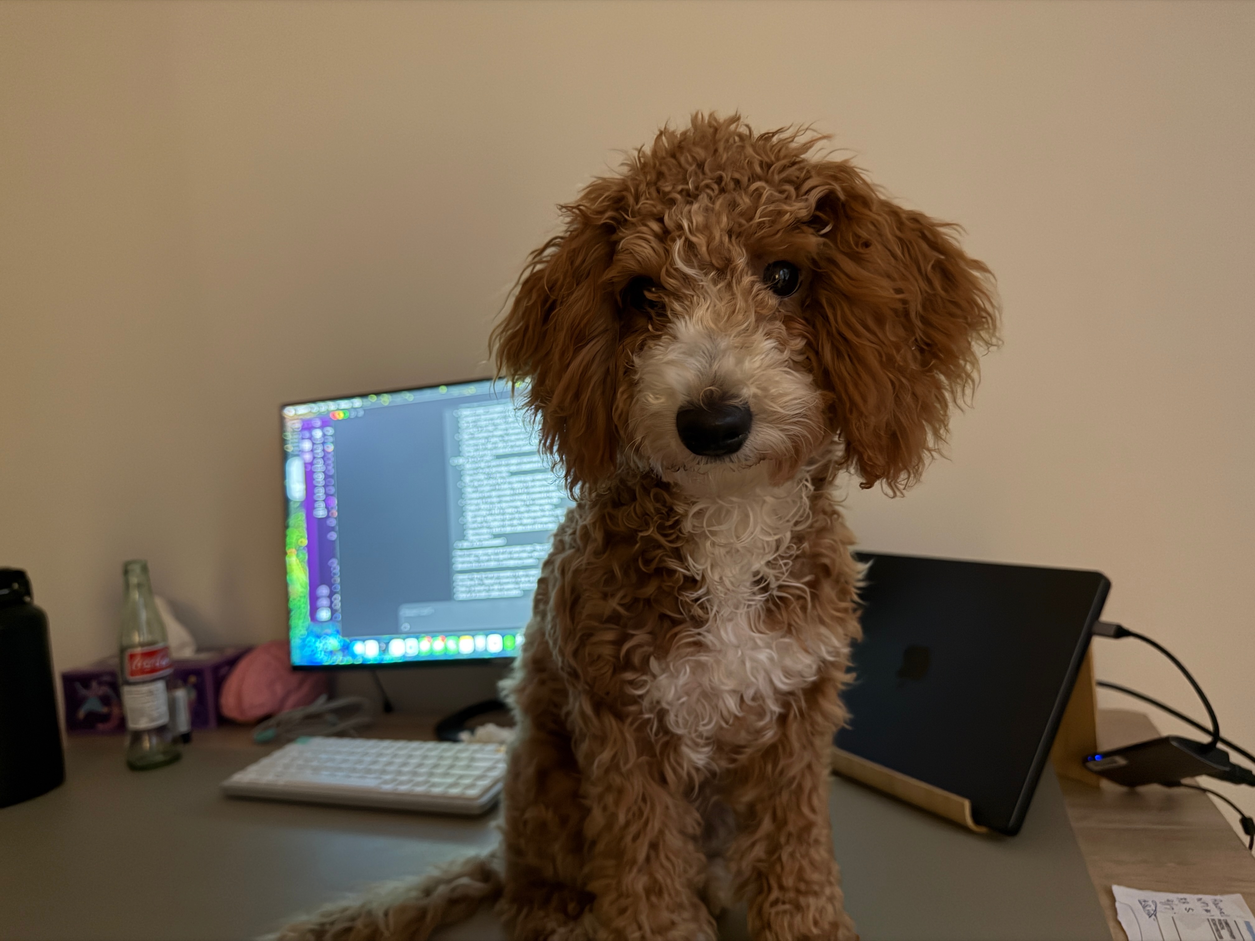 Penny, my curly brown-and-white dog, sitting on my desk.